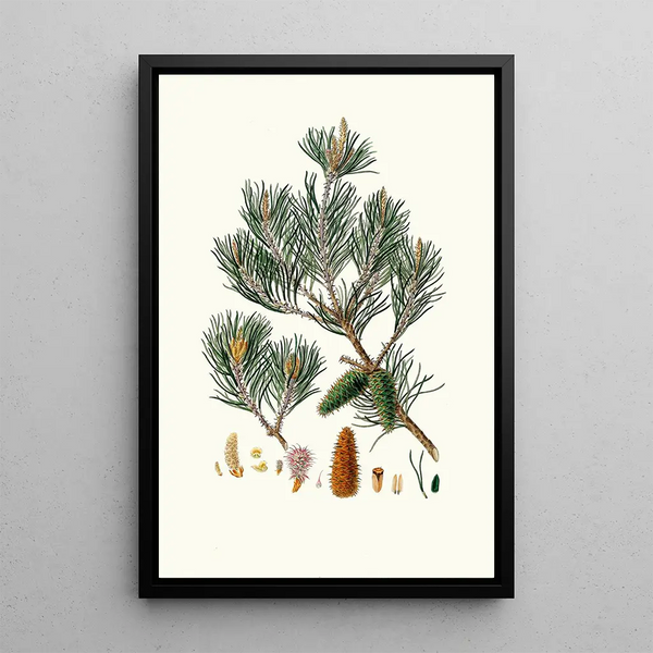 Pinus inops, Kiefer von Jersey - Aylmer Bourke Lambert — gerahmtes Bild an der Wand