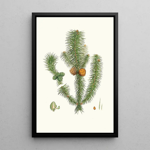 Pinus lancifoliata, Lärche mit breiten Blättern - Aylmer Bourke Lambert — gerahmtes Bild an der Wand
