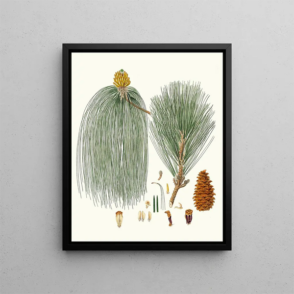 Pinus longifolia, indischer Kiefernbaum mit langen Nadeln - Aylmer Bourke Lambert — gerahmtes Bild an der Wand