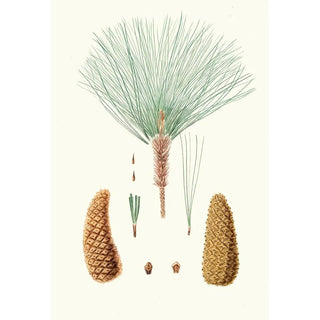Aylmer Bourke Lambert - Pinus montezumae Roughbranched Mexican pine.webp