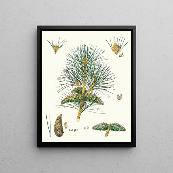 Pinus pallasiana, pin tartare - Aylmer Bourke Lambert — gerahmtes Bild an der Wand