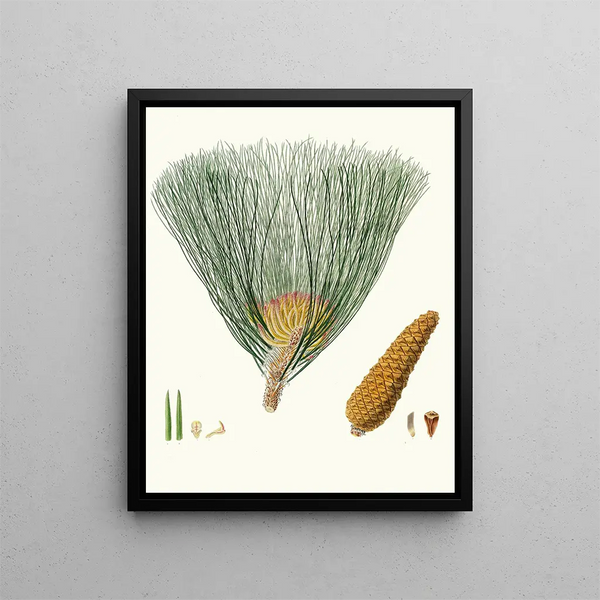 Pinus palustris - Aylmer Bourke Lambert — gerahmtes Bild an der Wand