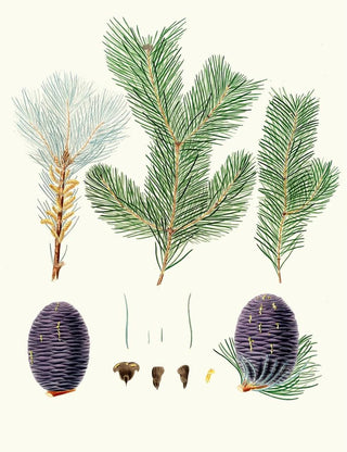 Aylmer Bourke Lambert - Pinus pindrow Toothleaved fir.webp