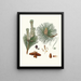 Pinus resinosa - Aylmer Bourke Lambert — gerahmtes Bild an der Wand
