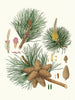 Pinus rigida - Aylmer Bourke Lambert — Ansicht des Kunstwerks