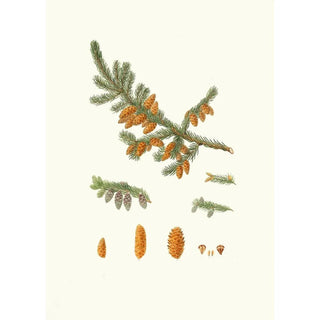 Aylmer Bourke Lambert - Pinus rubra Newfoundland red pine.webp