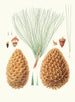 Pinus sabiniana - Aylmer Bourke Lambert — Ansicht des Kunstwerks