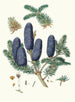 Pinus spectabilis - Aylmer Bourke Lambert — Ansicht des Kunstwerks