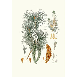 Aylmer Bourke Lambert - Pinus strobus Weymouth pine.webp