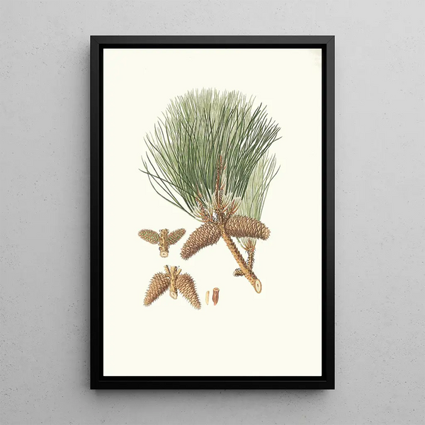 Pinus tda Pin à encens - Aylmer Bourke Lambert — gerahmtes Bild an der Wand