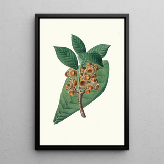 Aylmer Bourke Lambert - Quercus grandifolia Magnolialeaved oak.webp