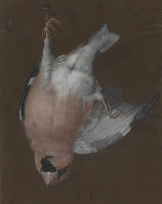 Barbara Regina Dietzsch - A RoseBreasted Finch Hanging from a Nail.webp