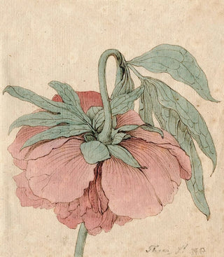 Barend Hendrik Thier - Pioenroos.webp