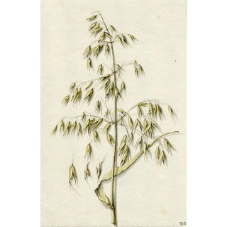 Barend Hendrik Thier - Rijpe haver.webp