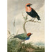 Zwei tropische Vögel - Barend Hendrik Thier — Ansicht des Kunstwerks