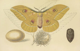 Barret And Sons - OakFeeding Silkworm Of China.webp