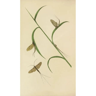 Barret And Sons - The May Fly Green And Fray Drake.webp