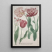 Reproduktion des Gemäldes Tulpen - Bartholomäus Seutter