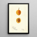 Reproduktion des Gemäldes Prunus domestica Silver Prune - Bertha Heiges