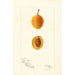 Reproduktion des Gemäldes Prunus domestica Silver Prune - Bertha Heiges