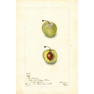 Bertha Heiges - Prunus domestica Uff.webp