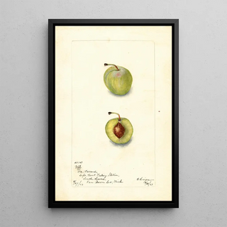 Bertha Heiges - Prunus domestica Uff.webp