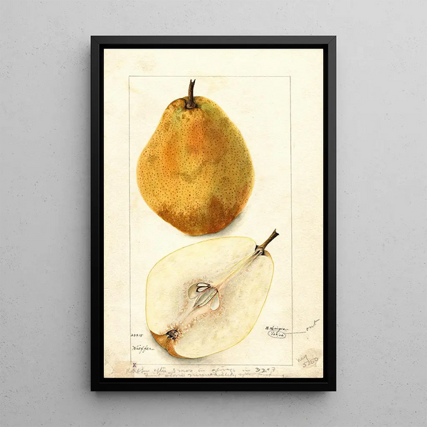 Reproduktion des Gemäldes Pyrus communis Kieffer - Bertha Heiges