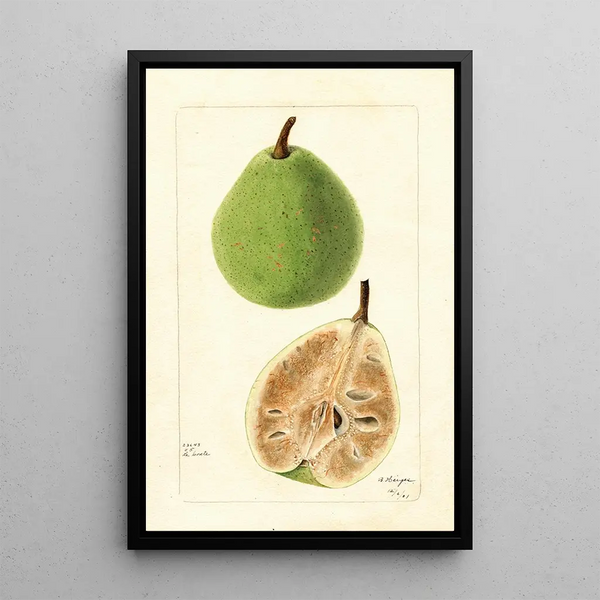 Pyrus communis Le Conte - Bertha Heiges — gerahmtes Bild an der Wand