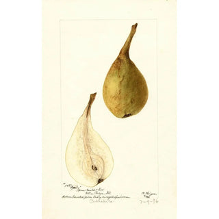 Bertha Heiges - Pyrus communis Lyerly.webp