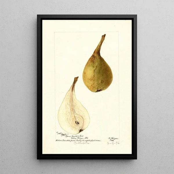 Pyrus communis Lyerly - Bertha Heiges — gerahmtes Bild an der Wand