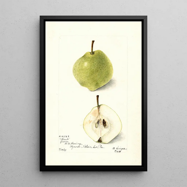 Pyrus communis Wiest - Bertha Heiges — gerahmtes Bild an der Wand