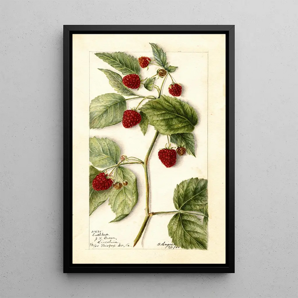 Rubus Cuthbert - Bertha Heiges — gerahmtes Bild an der Wand