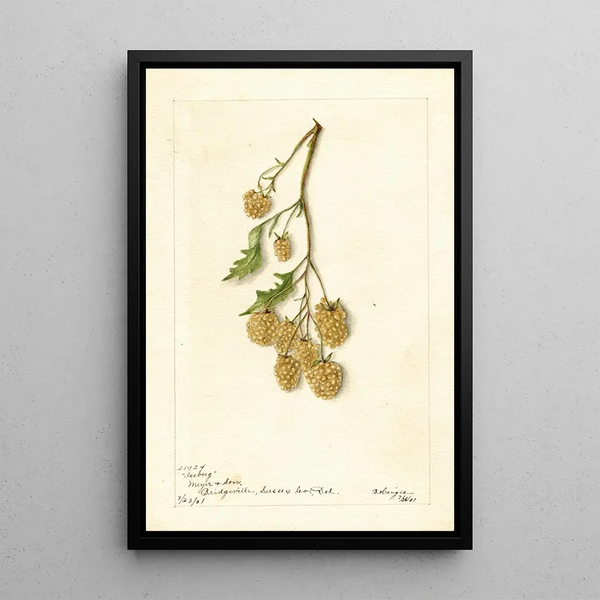 Rubus Iceberg - Bertha Heiges — gerahmtes Bild an der Wand