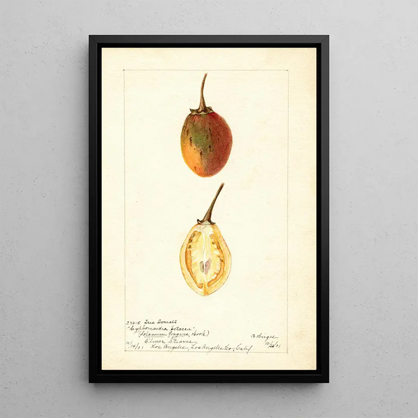 Reproduktion des Gemäldes Solanum betaceum - Bertha Heiges