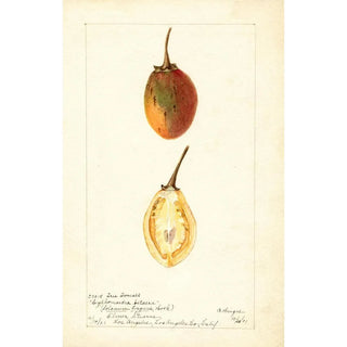 Bertha Heiges - Solanum betaceum.webp