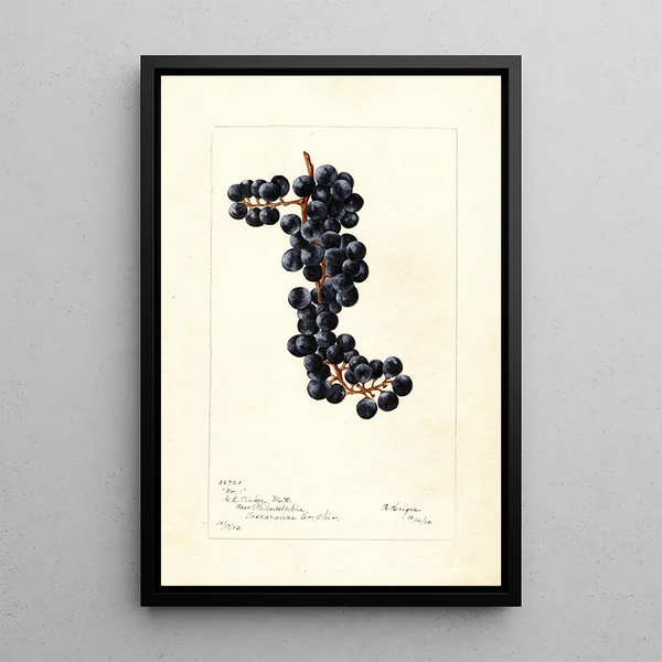 Reproduktion des Gemäldes Vitis No - Bertha Heiges