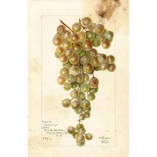 Bertha Heiges - Vitis Palomino.webp