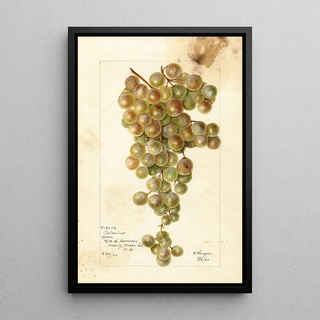 Bertha Heiges - Vitis Palomino.webp