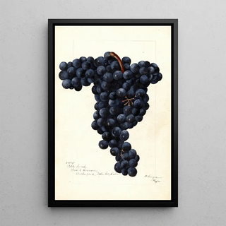 Bertha Heiges - Vitis Petite Syrah.webp