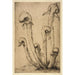 Darlingtonia - Bertha Jaques — Ansicht des Kunstwerks