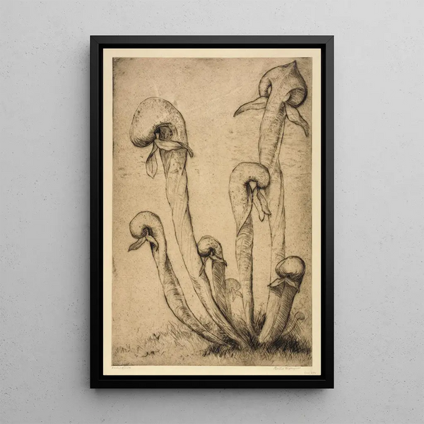 Bertha Jaques - Darlingtonia.webp