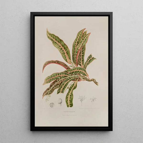 Blumen, Früchte und ausgewählte Blätter von der Insel Java Pl01 - Berthe Hoola van Nooten — gerahmtes Bild an der Wand
