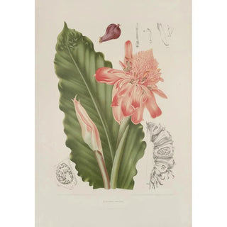 Berthe Hoola van Nooten - Fleurs fruits et feuillages choisis de lille de Java Pl06.webp