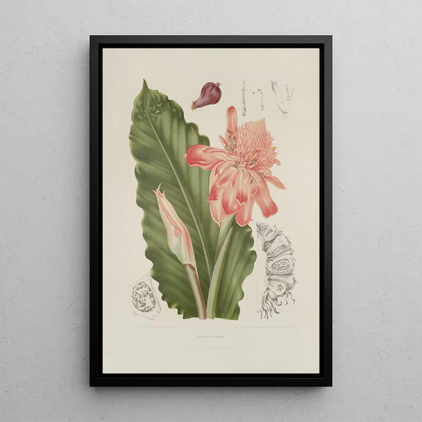 Blumen, Früchte und ausgewählte Blätter von der Insel Java Pl06 - Berthe Hoola van Nooten — gerahmtes Bild an der Wand