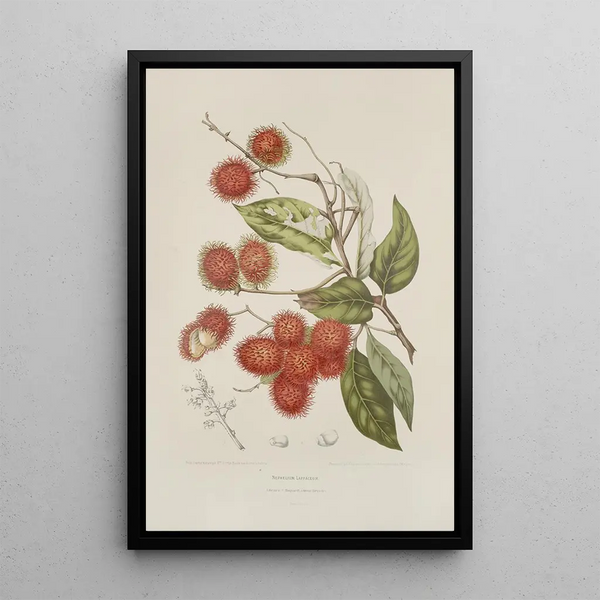 Reproduktion des Gemäldes Blumen, Früchte und ausgewählte Blätter von der Insel Java Pl07 - Berthe Hoola van Nooten