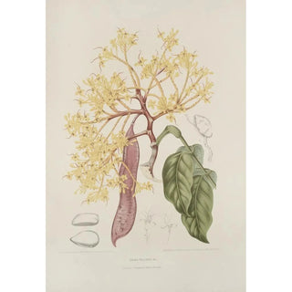 Berthe Hoola van Nooten - Fleurs fruits et feuillages choisis de lille de Java Pl10.webp