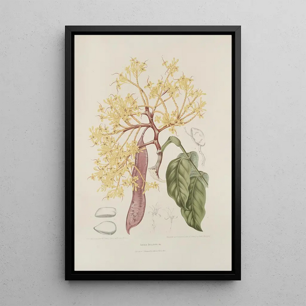 Blumen, Früchte und ausgewählte Blätter von der Insel Java Pl10 - Berthe Hoola van Nooten — gerahmtes Bild an der Wand