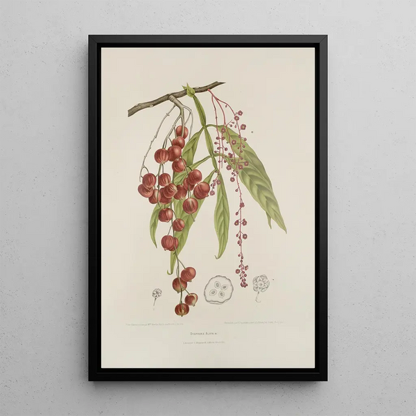 Blumen, Früchte und ausgewählte Blätter von der Insel Java Pl12 - Berthe Hoola van Nooten — gerahmtes Bild an der Wand