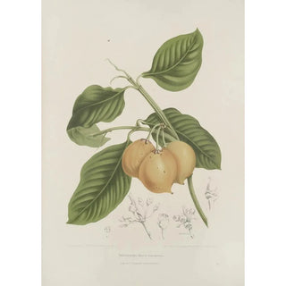 Berthe Hoola van Nooten - Fleurs fruits et feuillages choisis de lille de Java Pl15.webp