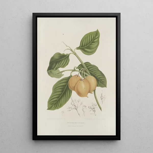 Blumen, Früchte und ausgewählte Blätter von der Insel Java Pl15 - Berthe Hoola van Nooten — gerahmtes Bild an der Wand
